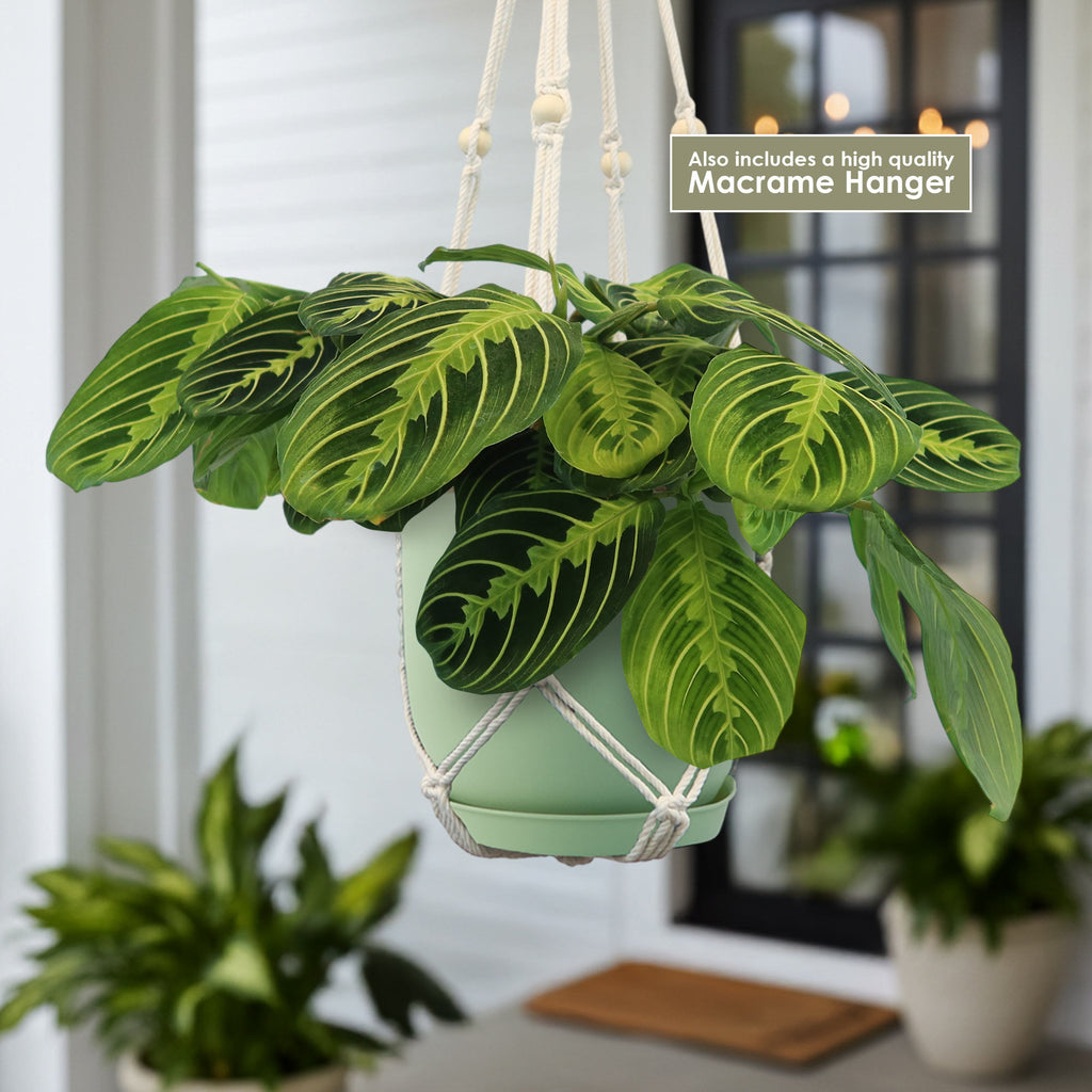 Lemon Lime Maranta ‘Lemon Lime Prayer Plant’
