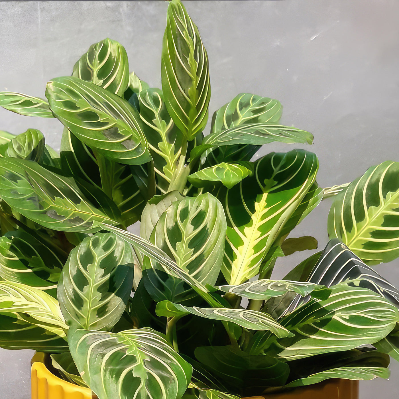 maranta leuconeura lemon lime prayer plant Lemon Lime Maranta ‘Lemon Lime Prayer Plant’ 8" Pot / Black / With Pot