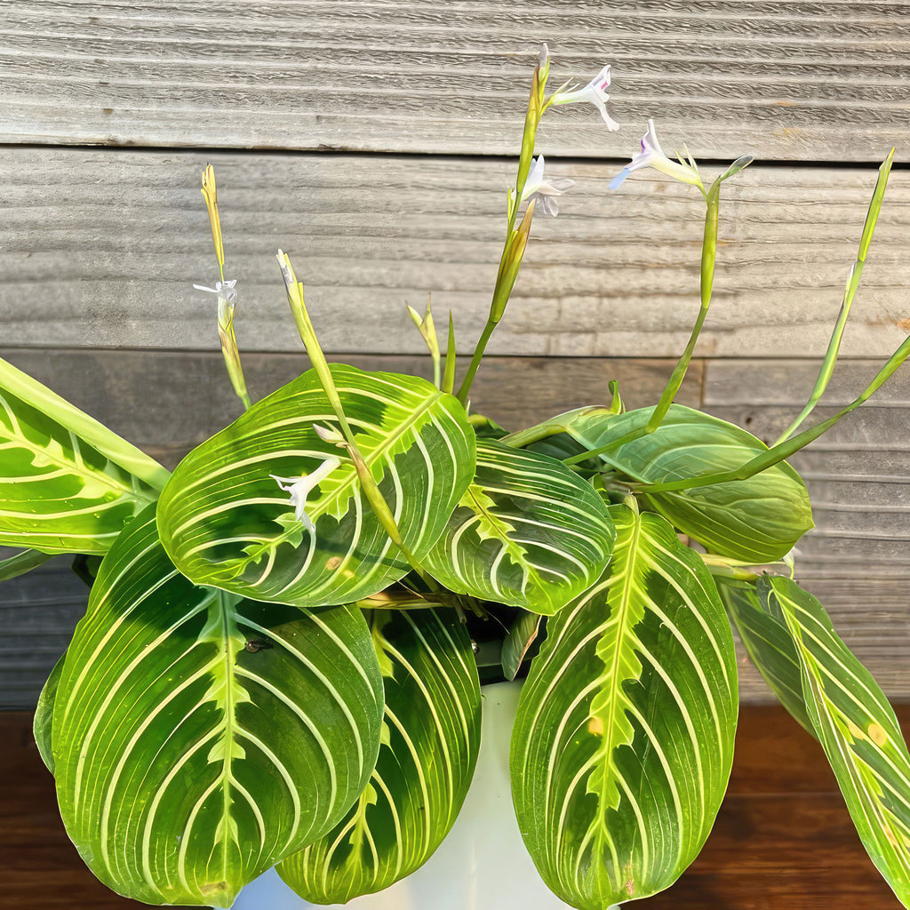 Lemon Lime Maranta ‘Lemon Lime Prayer Plant’