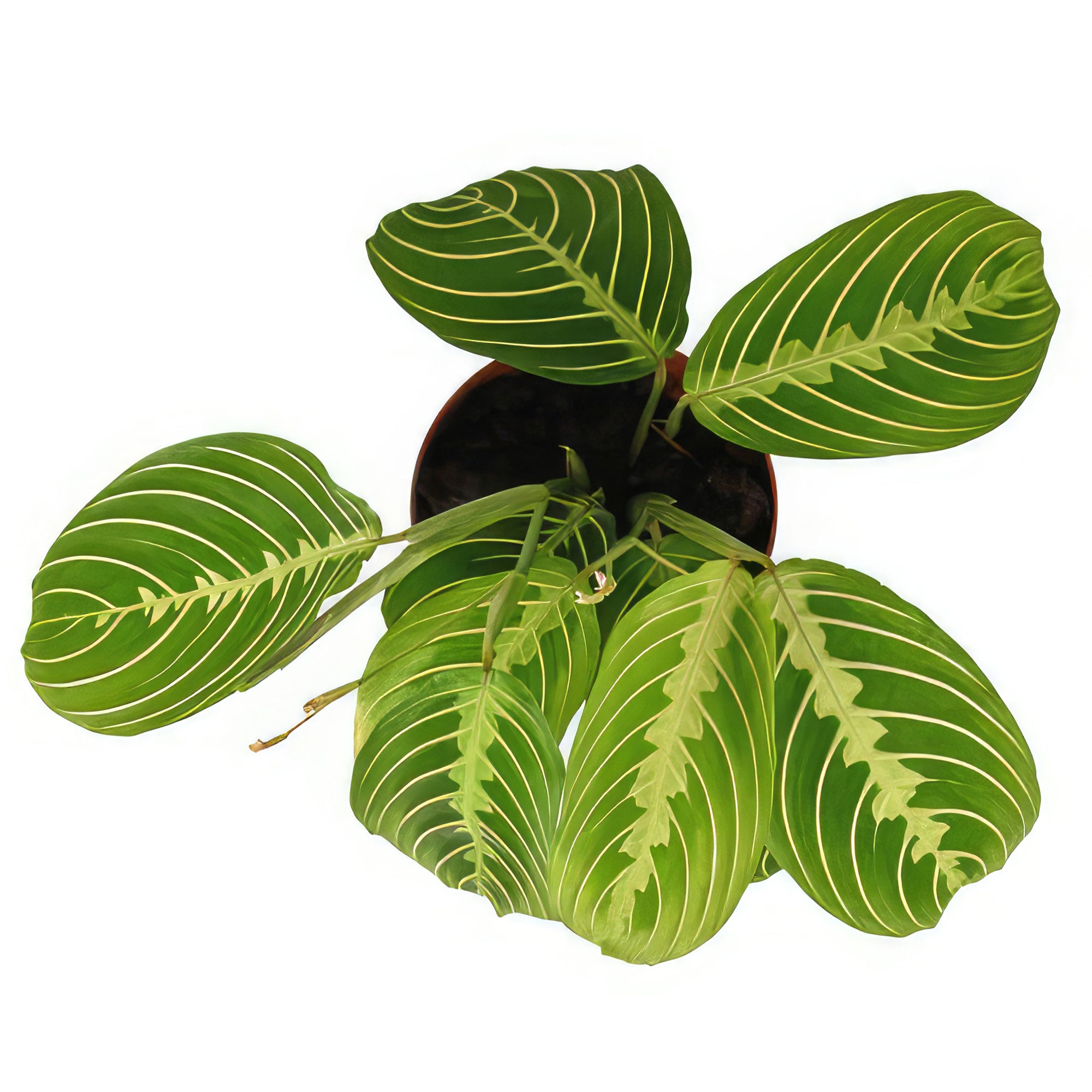 Shop Lemon Lime Maranta Lemon Lime Prayer Plant Care And Info shop-lemon-lime-maranta-lemon-lime-prayer-plant-care-and-info