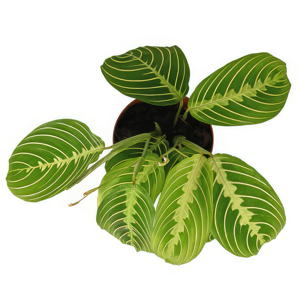 Lemon Lime Maranta ‘Lemon Lime Prayer Plant’