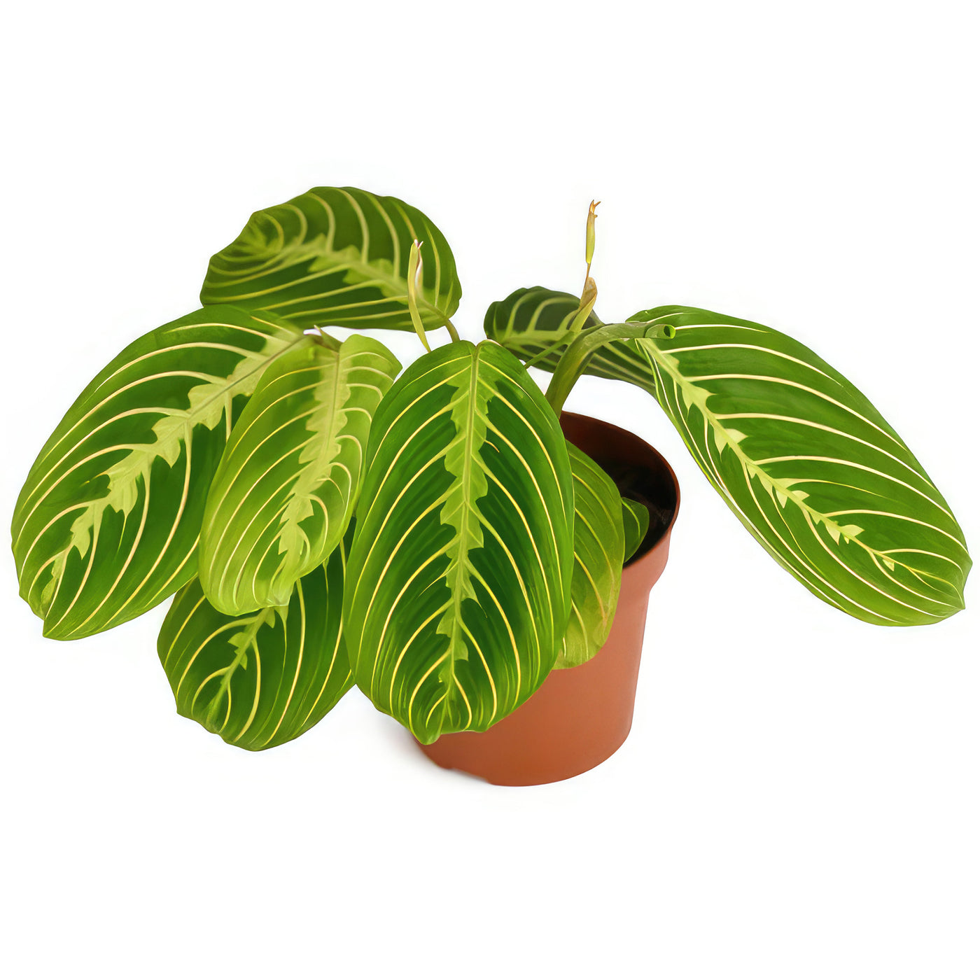 cherry lime prayer plant Lemon Lime Maranta ‘Lemon Lime Prayer Plant’ 8" Pot / Black / With Pot