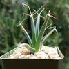 Leuchtenbergia principis