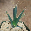 Leuchtenbergia principis