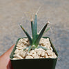 Leuchtenbergia principis