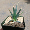 Leuchtenbergia principis