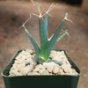 Leuchtenbergia principis