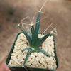 Leuchtenbergia principis