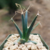 Leuchtenbergia principis