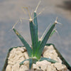 Leuchtenbergia principis