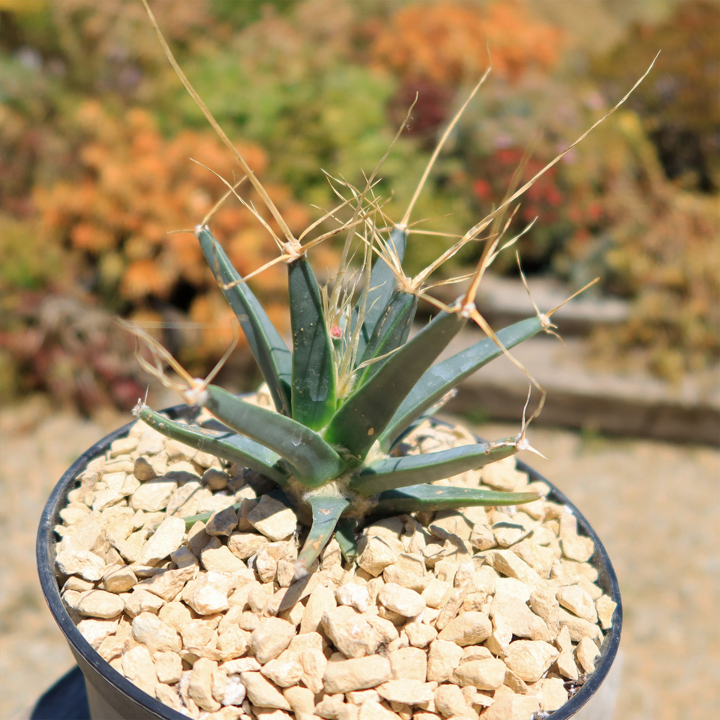 Leuchtenbergia principis