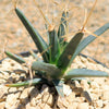 Leuchtenbergia principis