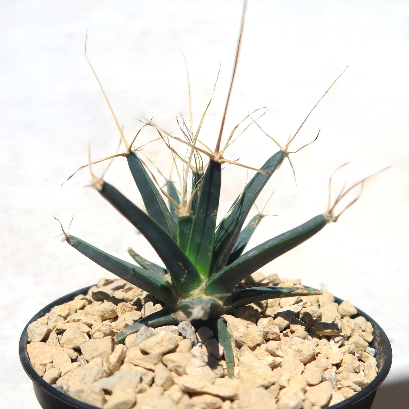 Leuchtenbergia principis