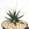 Leuchtenbergia principis