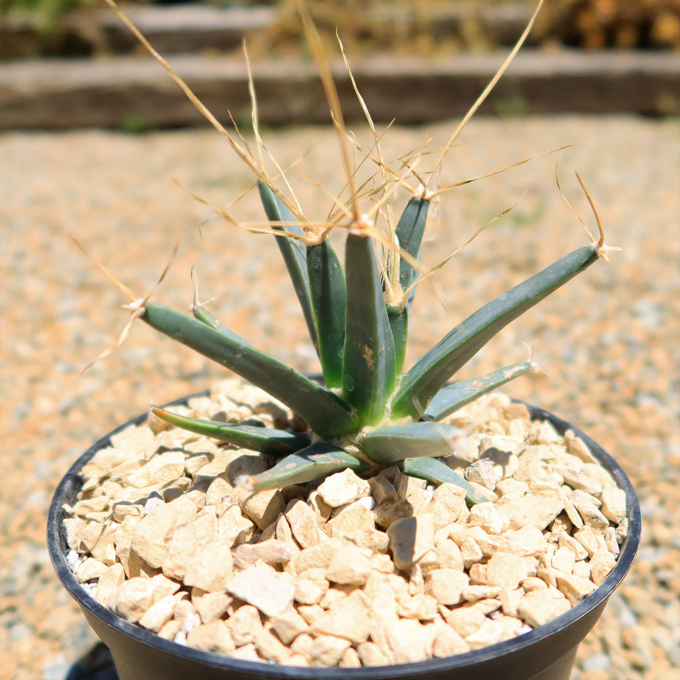 Leuchtenbergia principis