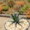 Leuchtenbergia principis