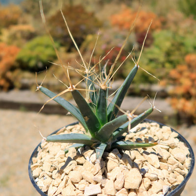 Leuchtenbergia principis