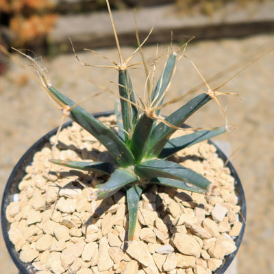 Leuchtenbergia principis