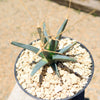 Leuchtenbergia principis