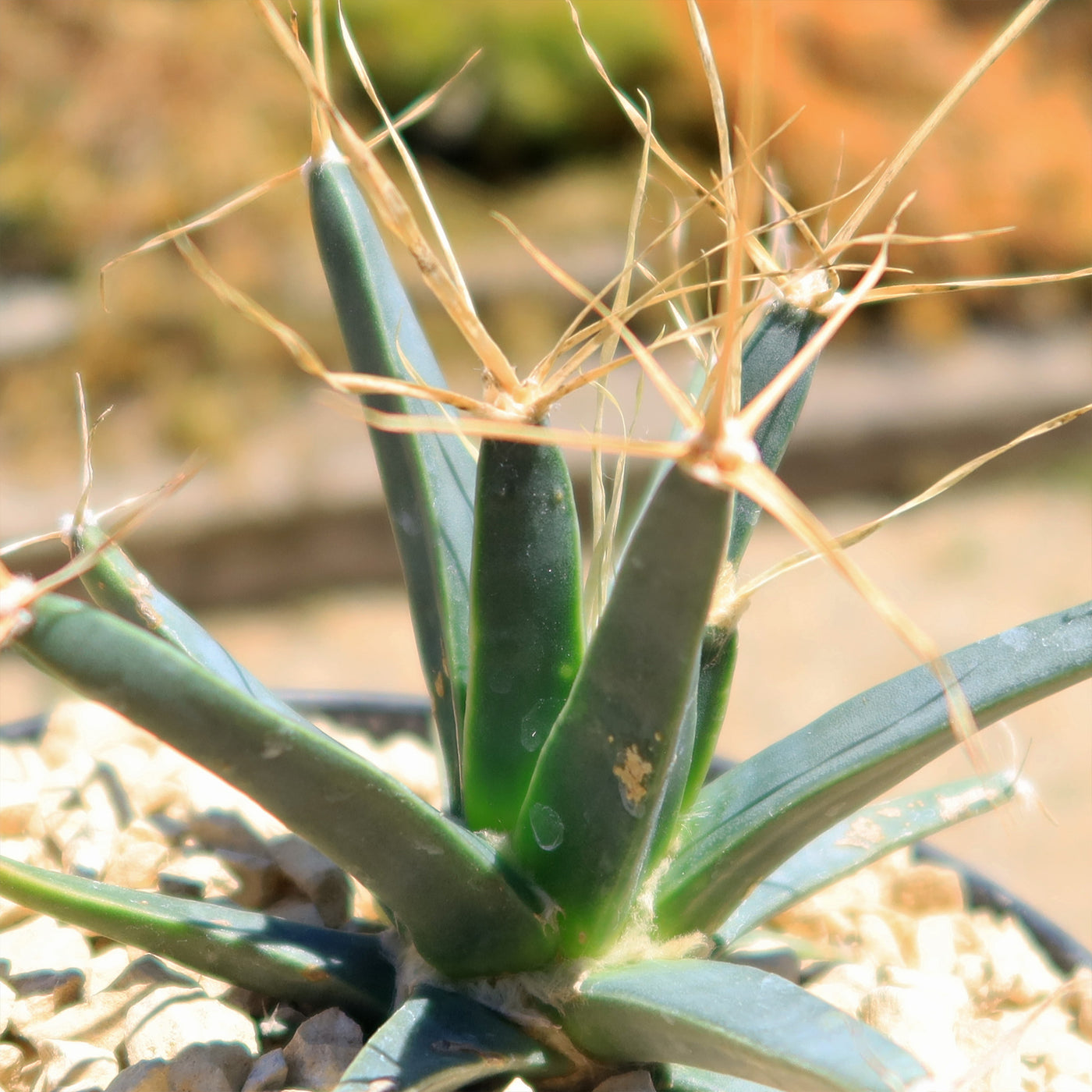 Leuchtenbergia principis