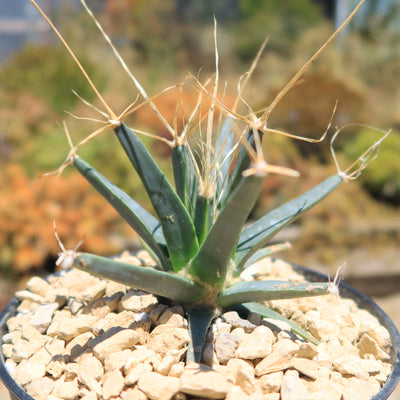 Leuchtenbergia principis