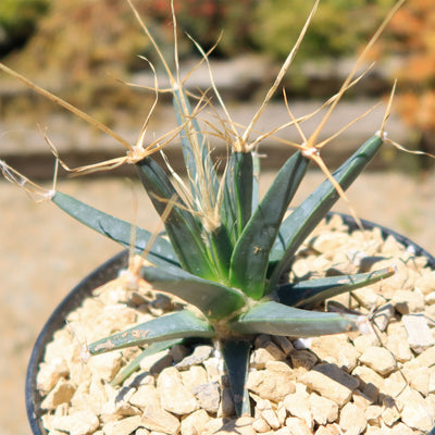 Leuchtenbergia principis