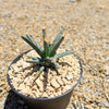 Leuchtenbergia principis