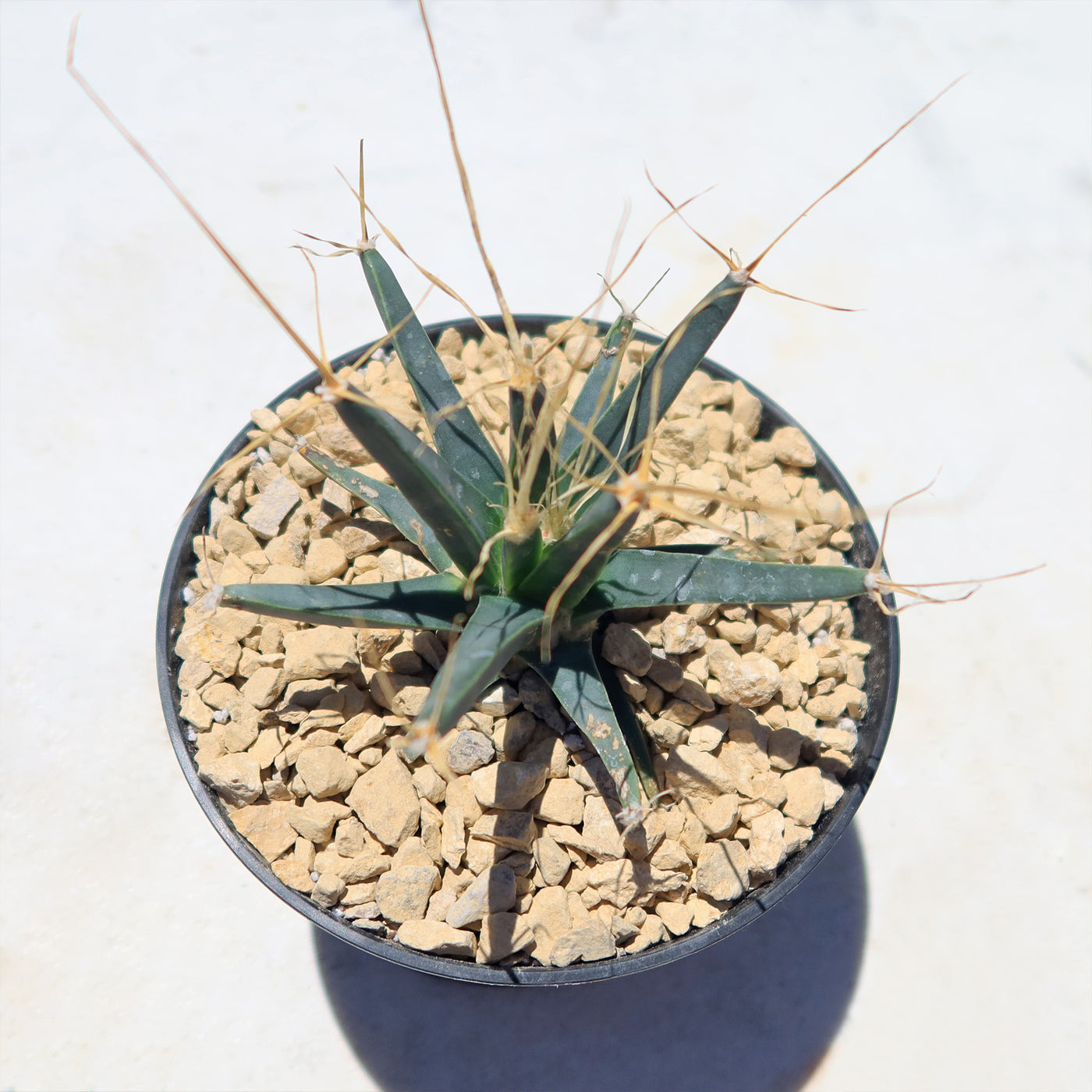 Leuchtenbergia principis