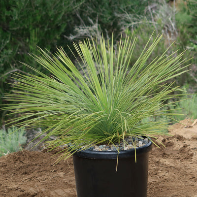 Linear Leaf 'Yucca linearifolia'