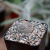 Lithops aucampiae