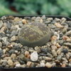 Lithops aucampiae