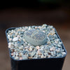 Lithops aucampiae