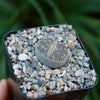 Lithops aucampiae