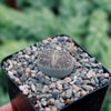 Lithops aucampiae