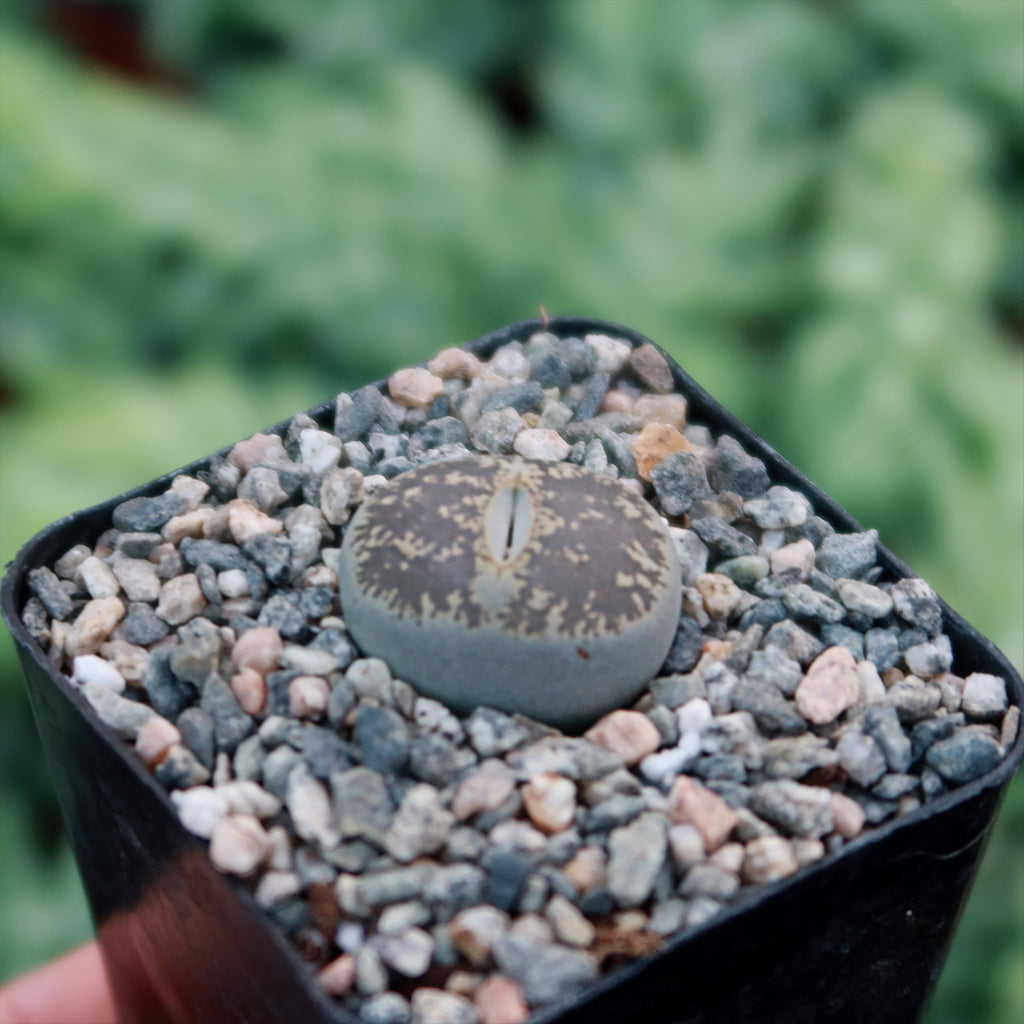 Lithops aucampiae