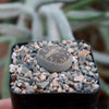 Lithops aucampiae