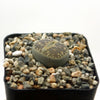 Lithops aucampiae