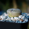 Living Stones ‘Lithops hookeri’