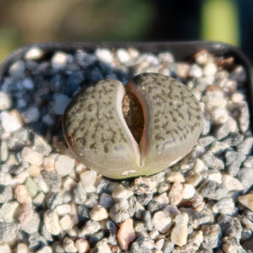 living stones succulent care Shop 'Living Stones - Lithops hookeri' Care and Growers Guide