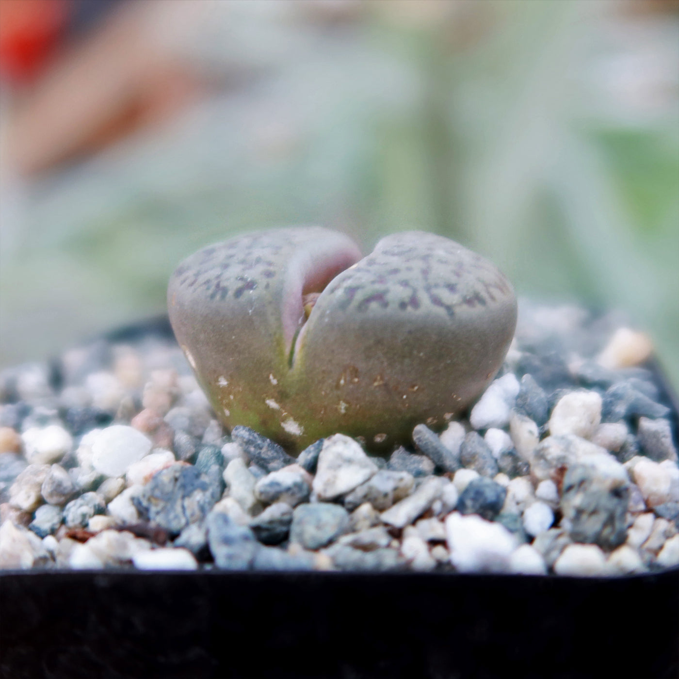 stone face succulent Shop 'Living Stones - Lithops hookeri' Care and Growers Guide