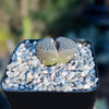 Living Stones ‘Lithops hookeri’