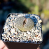 Living Stones ‘Lithops hookeri’