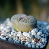 Living Stones ‘Lithops hookeri’