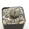 Living Stones ‘Lithops hookeri’