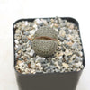 Living Stones ‘Lithops hookeri’