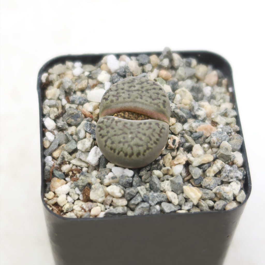 Living Stones ‘Lithops hookeri’