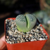 Lithops olivacea