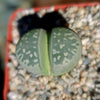 Lithops olivacea