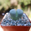 Lithops olivacea