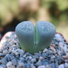 Lithops olivacea